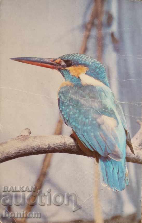 Birds card - Fisherman