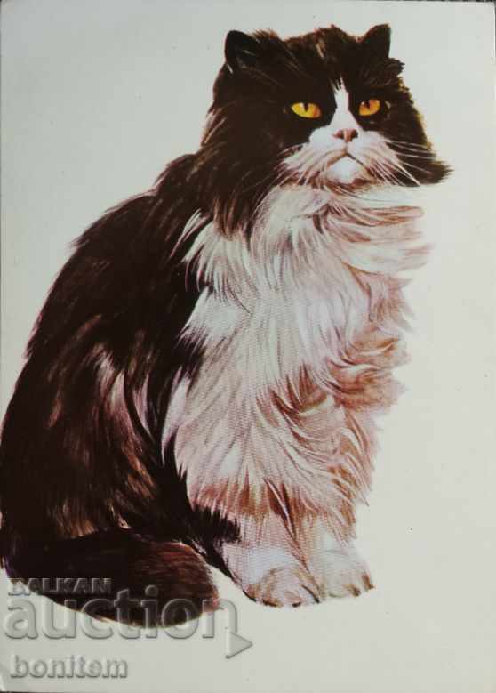 Κάρτα ζώων - Περσική γάτα