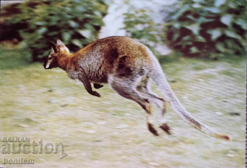Animal Card - Red Kangaroo