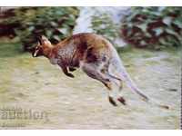 Картичка животни - Червеноврато кенгуру