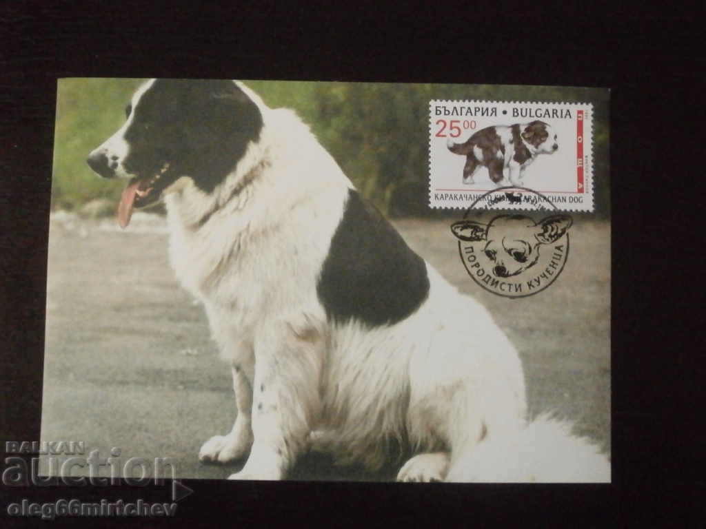 Auction  Bulgaria 1997 KM - Pedigree dogs - 4 KM