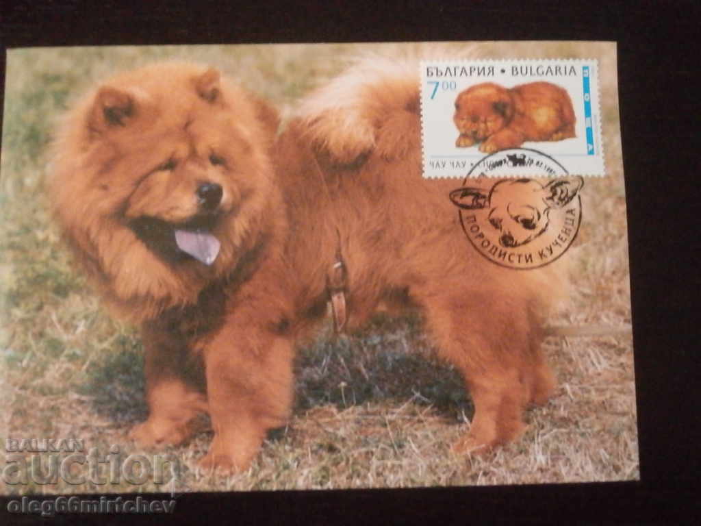 Delivery of Bulgaria 1997 KM - Pedigree dogs - 4 KM