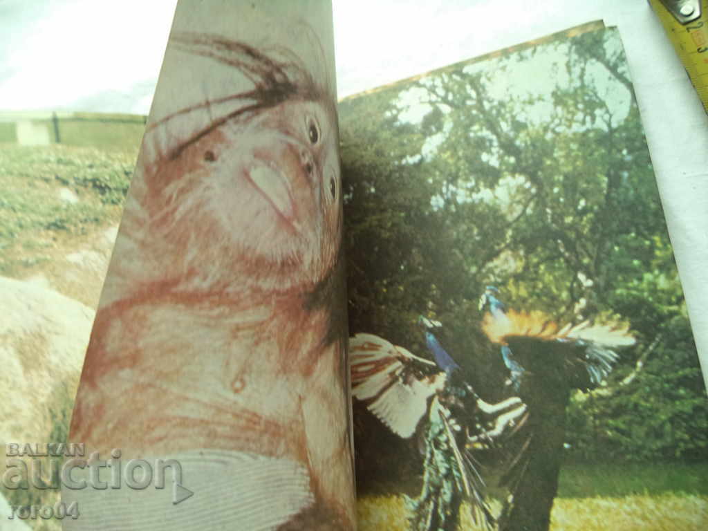 Auction FROM THE Grizzly Bear to the Eyepiece - Bernhard Gzimek Auction FROM THE Grizzly Bear to the Eyepiece - Bernhard Gzimek