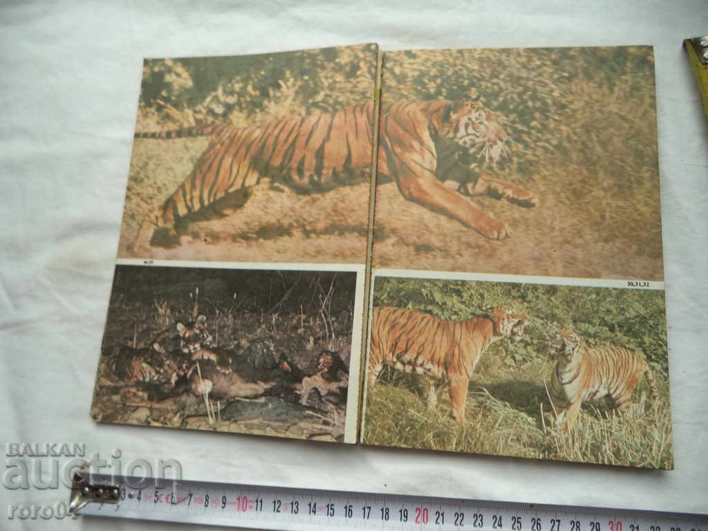 Delivery of FROM THE Grizzly Bear to the Eyepiece - Bernhard Gzimek Delivery of FROM THE Grizzly Bear to the Eyepiece - Bernhard Gzimek