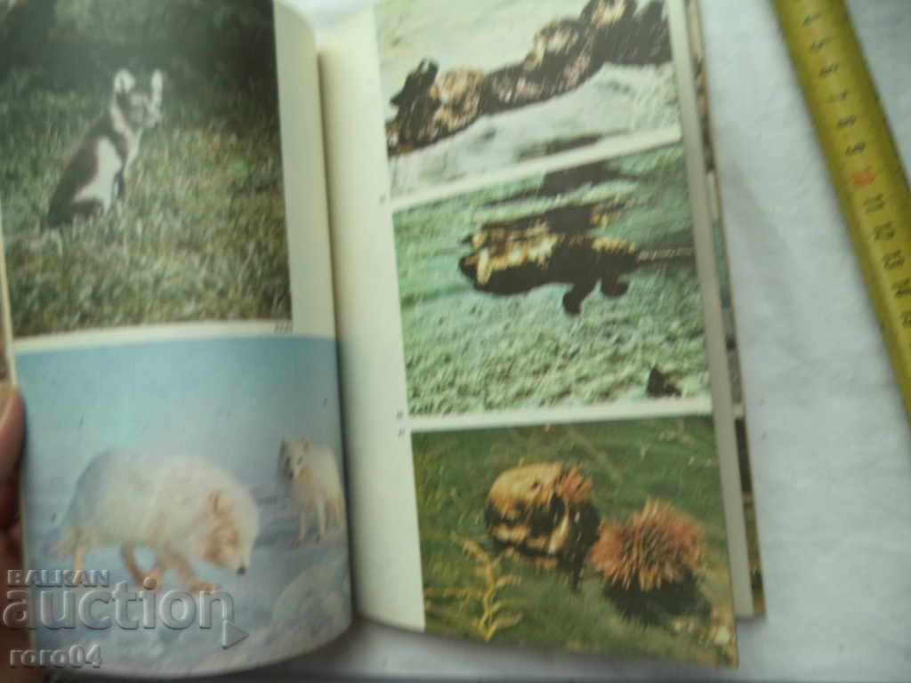 FROM THE Grizzly Bear to the Eyepiece - Bernhard Gzimek - 5 FROM THE Grizzly Bear to the Eyepiece - Bernhard Gzimek - 5