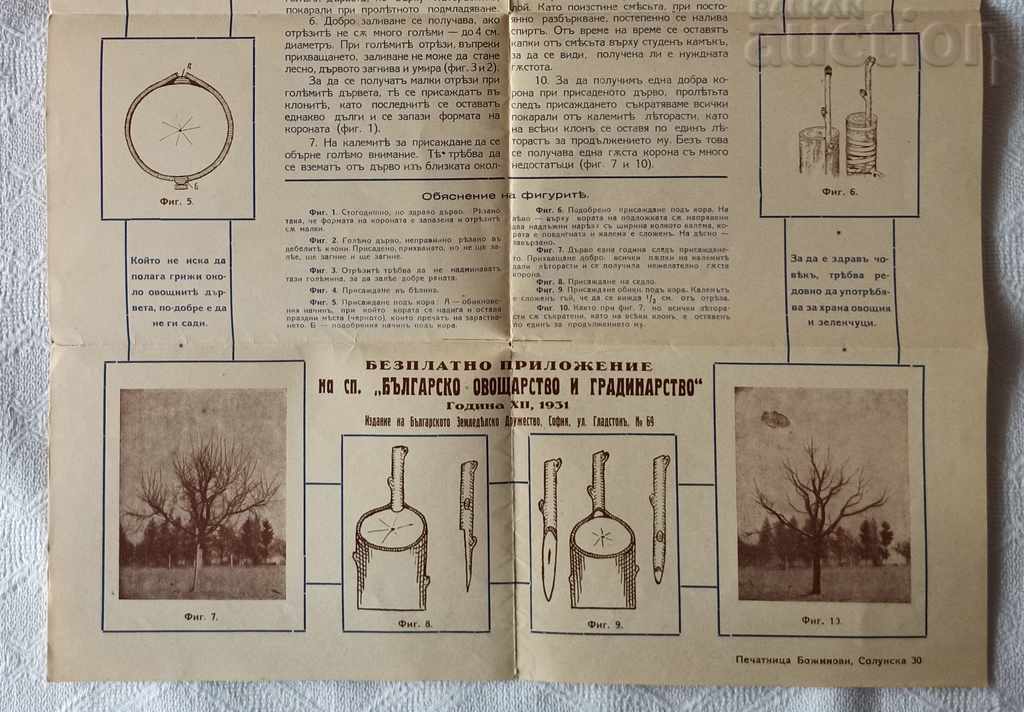 Licitație SP. REGULARE VEGETALĂ BULGARĂ 1931