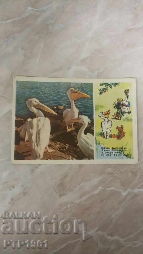 pelican pelican