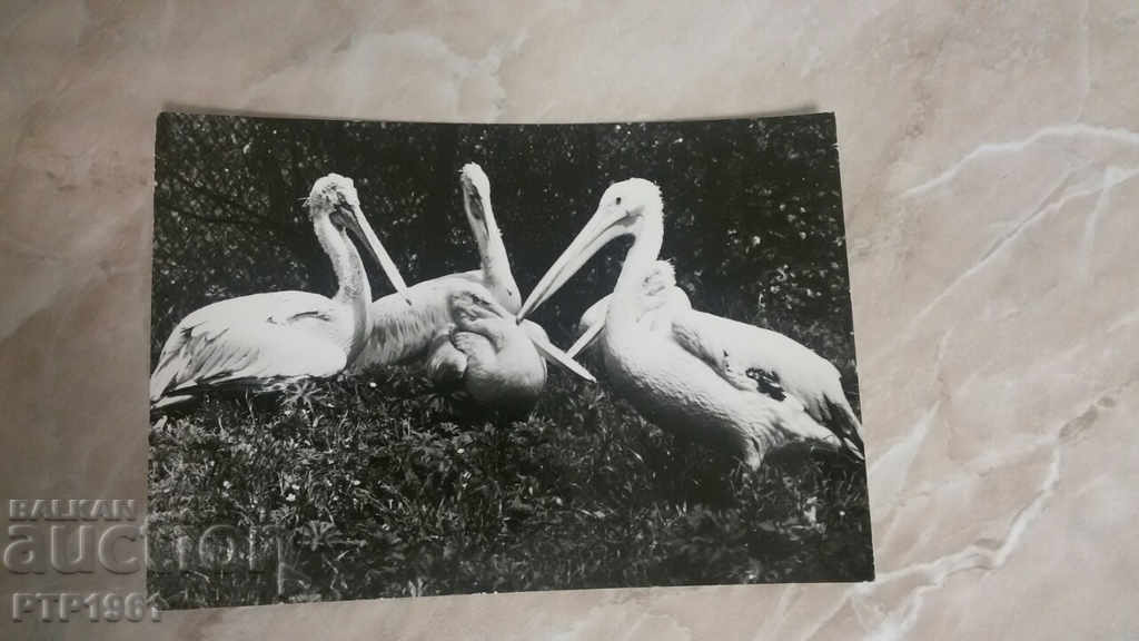 pelican