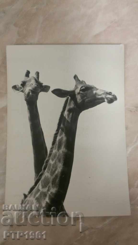 giraffe