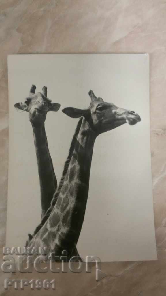 giraffe giraffe