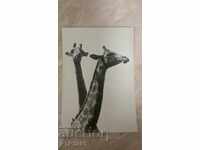 girafă