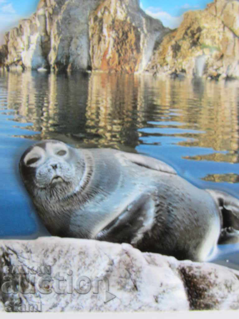 Authentic 3D magnet from Lake Baikal, Russia-series-1 with price 8.80 BGN | € 4.50 Authentic 3D magnet from Lake Baikal, Russia-series-1 with price 8.80 BGN | € 4.50