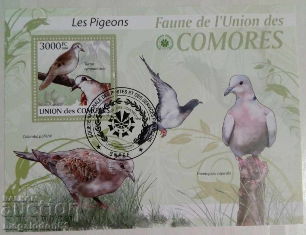 Comoros - fauna, pigeons
