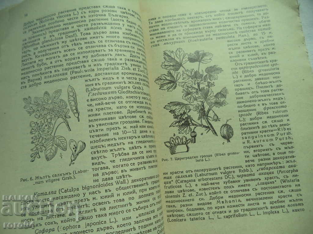 Delivery of HONEY PLANTS AND BEE PASTURE - N. STOYANOV RRR Delivery of HONEY PLANTS AND BEE PASTURE - N. STOYANOV RRR