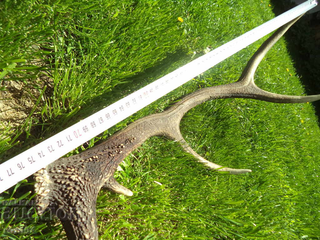 HORN - ΜΕΓΑΛΟ - ΠΑΛΙΟ - ΑΡΙΣΤΗ με τιμή 95.00 BGN | € 48.57 HORN - ΜΕΓΑΛΟ - ΠΑΛΙΟ - ΑΡΙΣΤΗ με τιμή 95.00 BGN | € 48.57