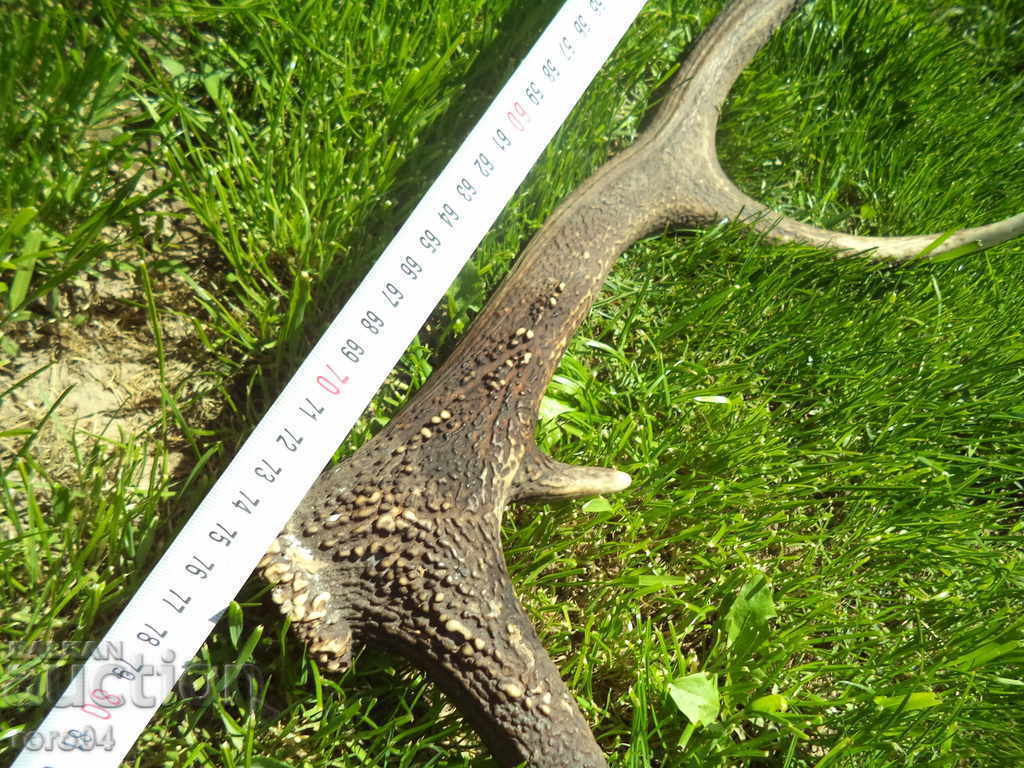 Licitație HORN - BIG - VECHI - EXCELENT