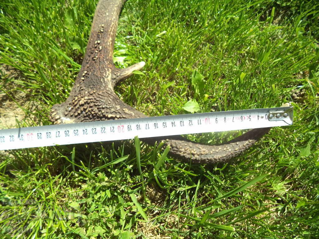 Livrarea HORN - BIG - VECHI - EXCELENT