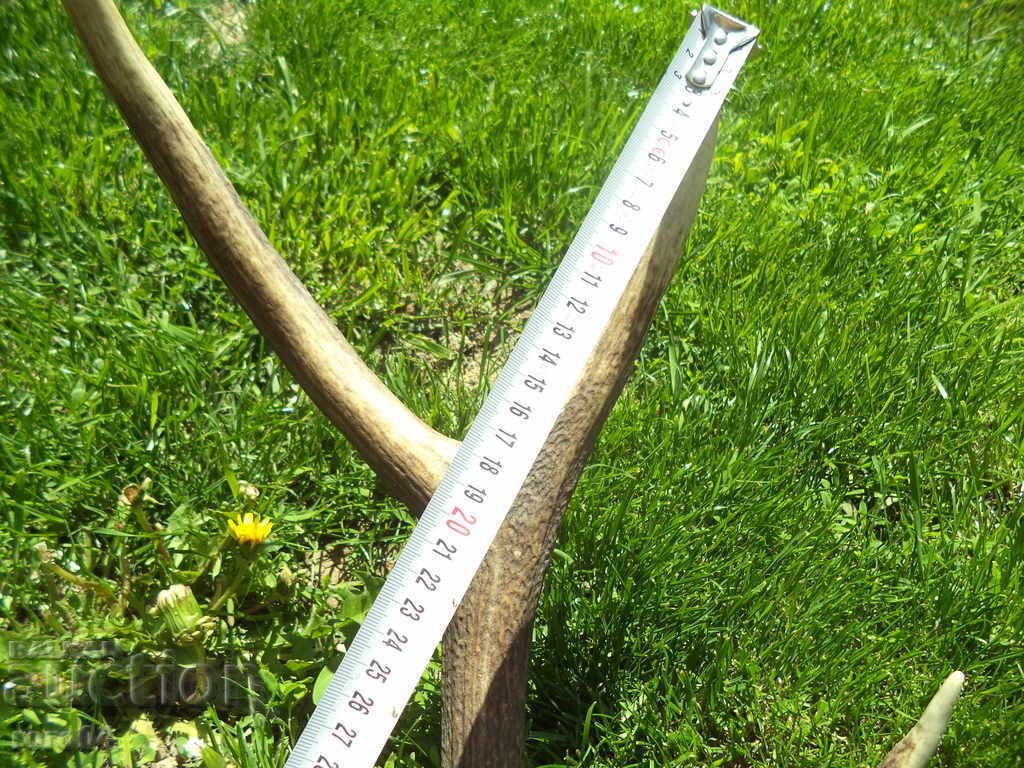 HORN - BIG - VECHI - EXCELENT - 5