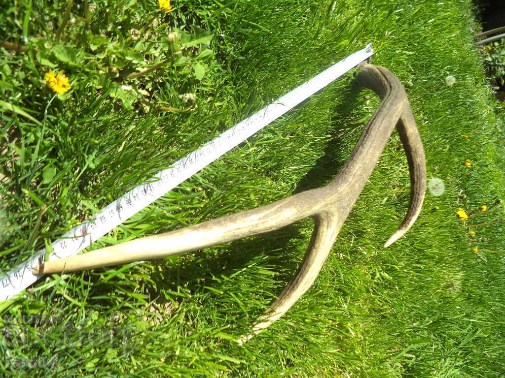 HORN - BIG - VECHI - EXCELENT - 6
