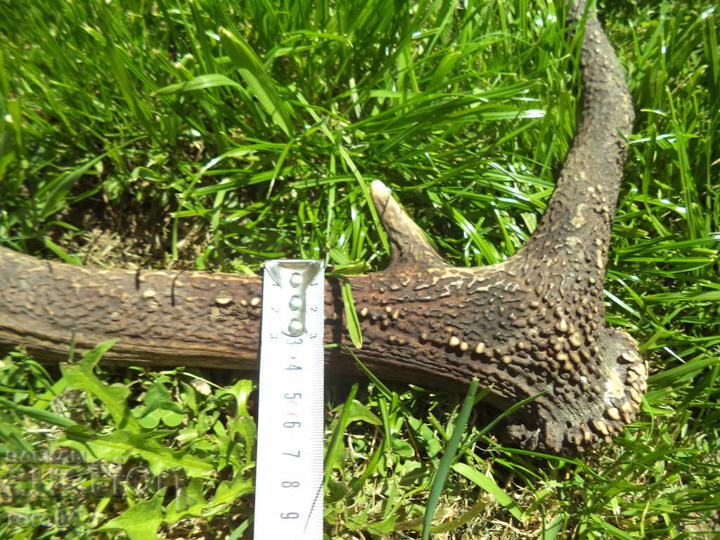 HORN - ΜΕΓΑΛΟ - ΠΑΛΙΟ - ΑΡΙΣΤΗ - 7 HORN - ΜΕΓΑΛΟ - ΠΑΛΙΟ - ΑΡΙΣΤΗ - 7