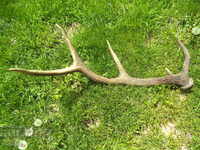 HORN - BIG - OLD - EXCELLENT