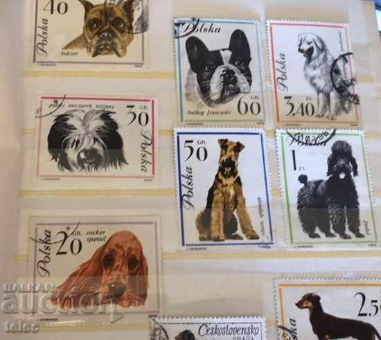 Delivery of Dog brands + bonus Delivery of Dog brands + bonus