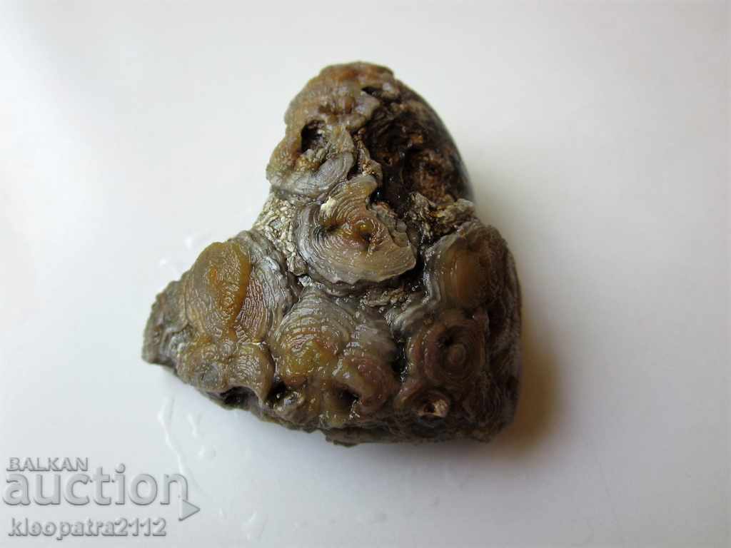 FOSSIL - VERY RARE AND BEAUTIFUL. with price 10.00 BGN | € 5.11 FOSSIL - VERY RARE AND BEAUTIFUL. with price 10.00 BGN | € 5.11