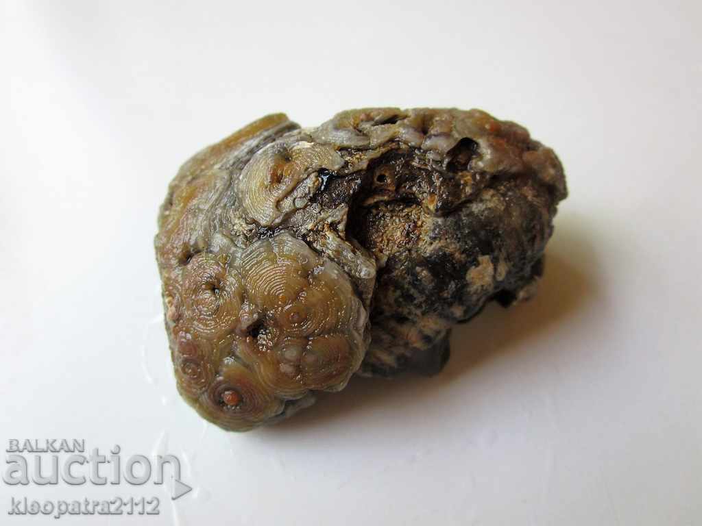 Auction FOSSIL - VERY RARE AND BEAUTIFUL. Auction FOSSIL - VERY RARE AND BEAUTIFUL.