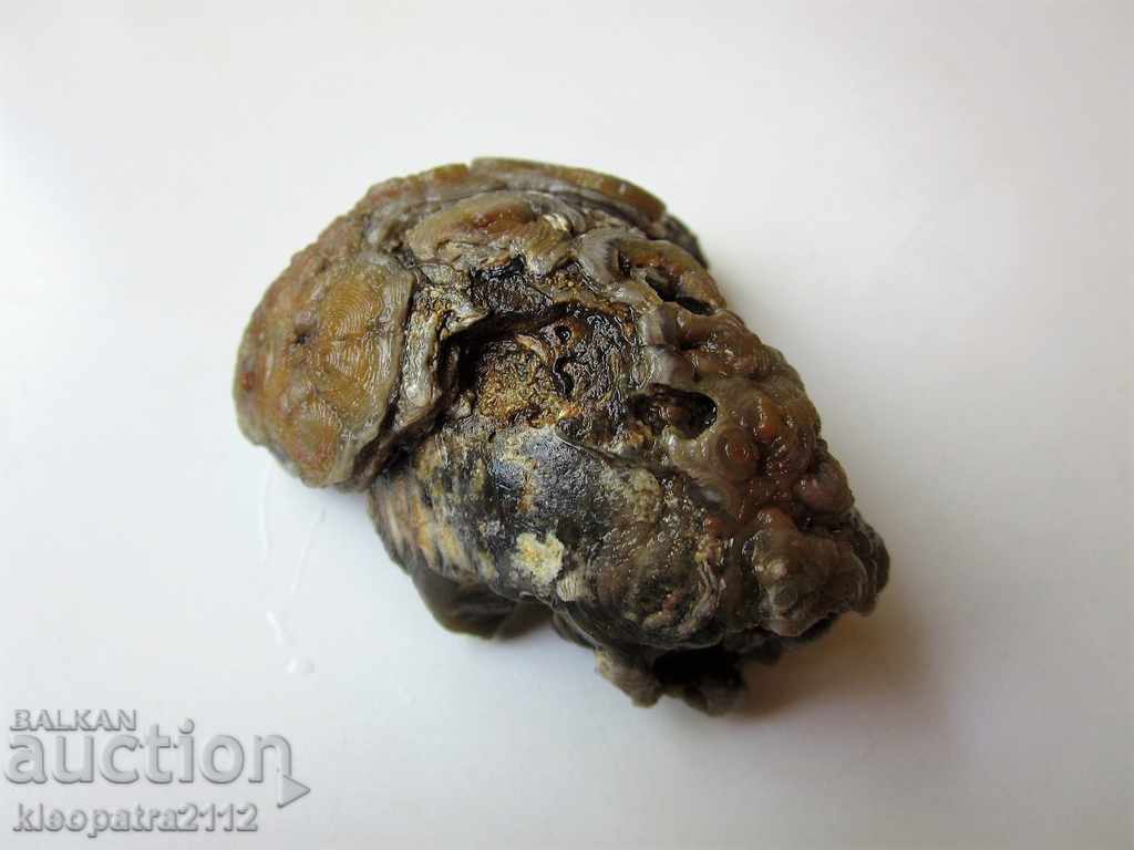 Delivery of FOSSIL - VERY RARE AND BEAUTIFUL. Delivery of FOSSIL - VERY RARE AND BEAUTIFUL.