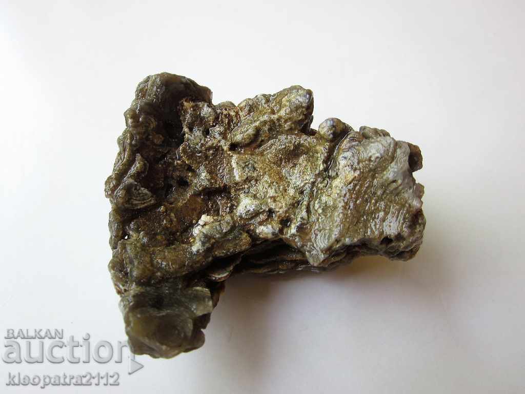 FOSSIL - VERY RARE AND BEAUTIFUL. - 5 FOSSIL - VERY RARE AND BEAUTIFUL. - 5