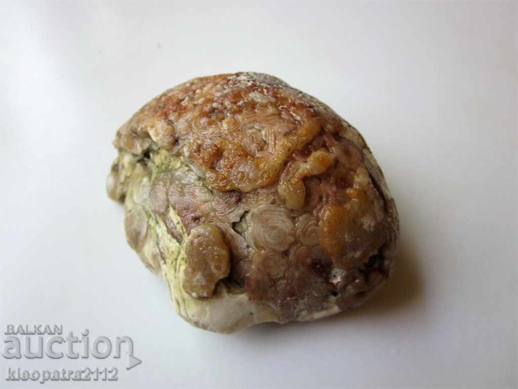 FOSSIL - VERY RARE AND BEAUTIFUL. with price 10.00 BGN | € 5.11 FOSSIL - VERY RARE AND BEAUTIFUL. with price 10.00 BGN | € 5.11