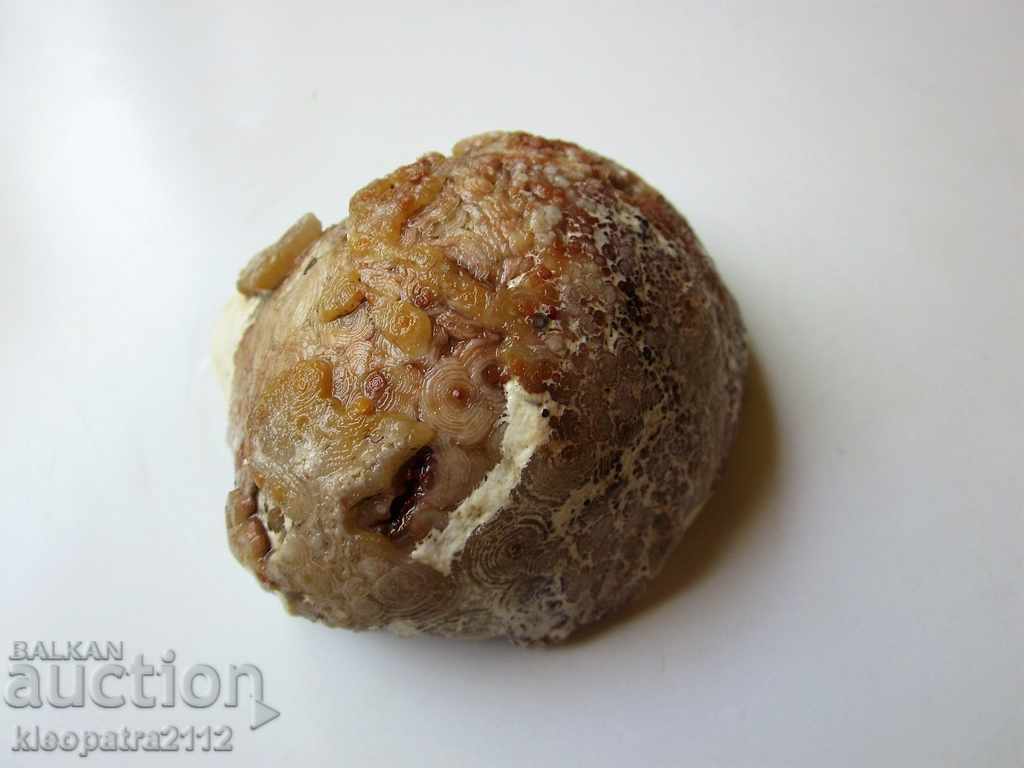 Auction FOSSIL - VERY RARE AND BEAUTIFUL. Auction FOSSIL - VERY RARE AND BEAUTIFUL.