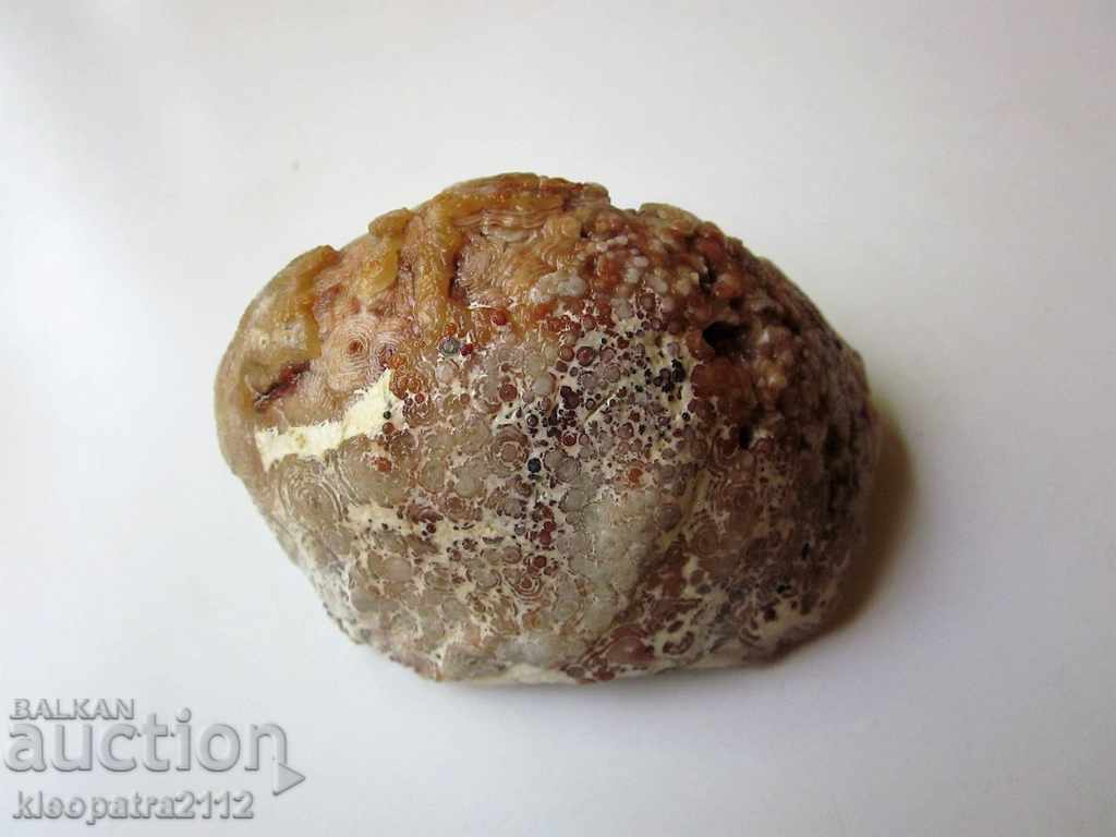 Delivery of FOSSIL - VERY RARE AND BEAUTIFUL. Delivery of FOSSIL - VERY RARE AND BEAUTIFUL.