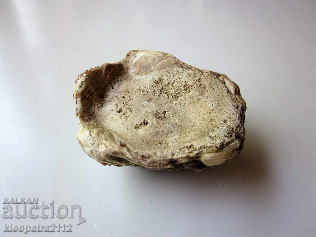 FOSSIL - VERY RARE AND BEAUTIFUL. - 5 FOSSIL - VERY RARE AND BEAUTIFUL. - 5