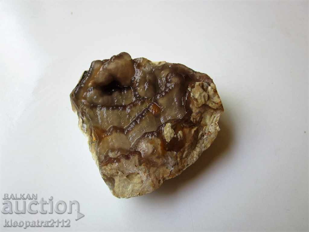 Auction FOSSIL? - VERY RARE AND BEAUTIFUL. Auction FOSSIL? - VERY RARE AND BEAUTIFUL.