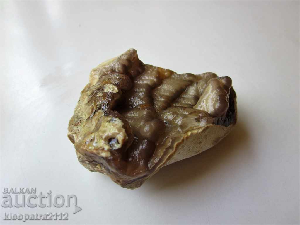 Delivery of FOSSIL? - VERY RARE AND BEAUTIFUL. Delivery of FOSSIL? - VERY RARE AND BEAUTIFUL.