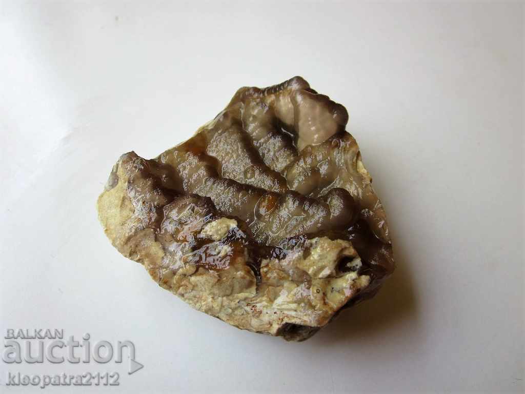 FOSSIL? - VERY RARE AND BEAUTIFUL.
