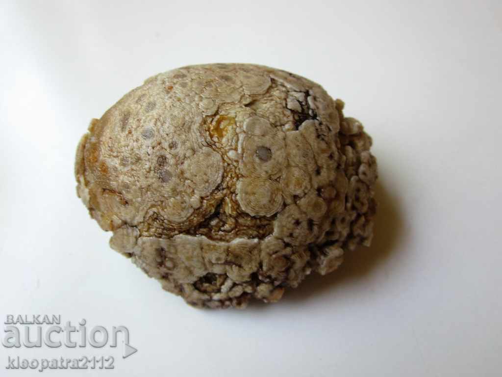 FOSSIL - VERY RARE AND BEAUTIFUL. with price 10.00 BGN | € 5.11 FOSSIL - VERY RARE AND BEAUTIFUL. with price 10.00 BGN | € 5.11