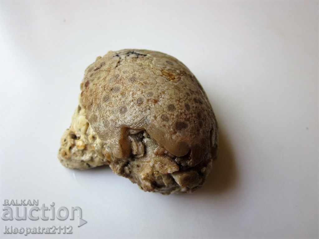 Auction FOSSIL - VERY RARE AND BEAUTIFUL. Auction FOSSIL - VERY RARE AND BEAUTIFUL.