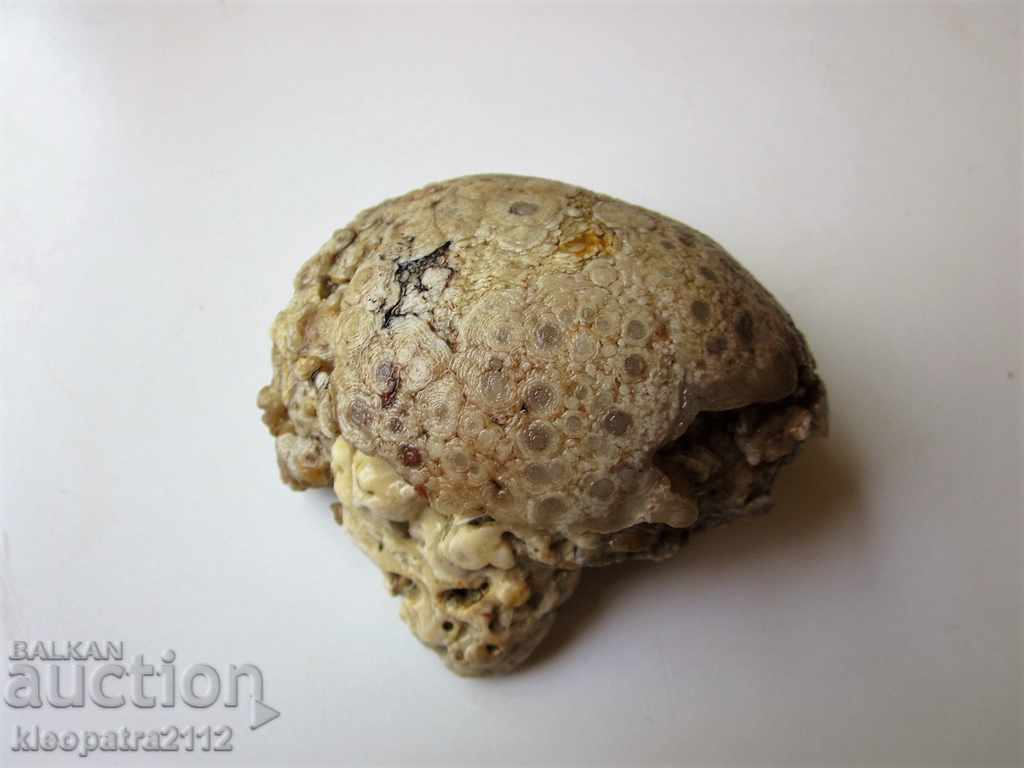 Delivery of FOSSIL - VERY RARE AND BEAUTIFUL. Delivery of FOSSIL - VERY RARE AND BEAUTIFUL.