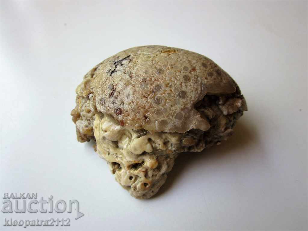 FOSSIL - VERY RARE AND BEAUTIFUL. - 5 FOSSIL - VERY RARE AND BEAUTIFUL. - 5