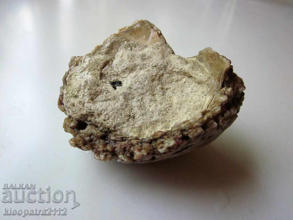 FOSSIL - VERY RARE AND BEAUTIFUL. - 6 FOSSIL - VERY RARE AND BEAUTIFUL. - 6