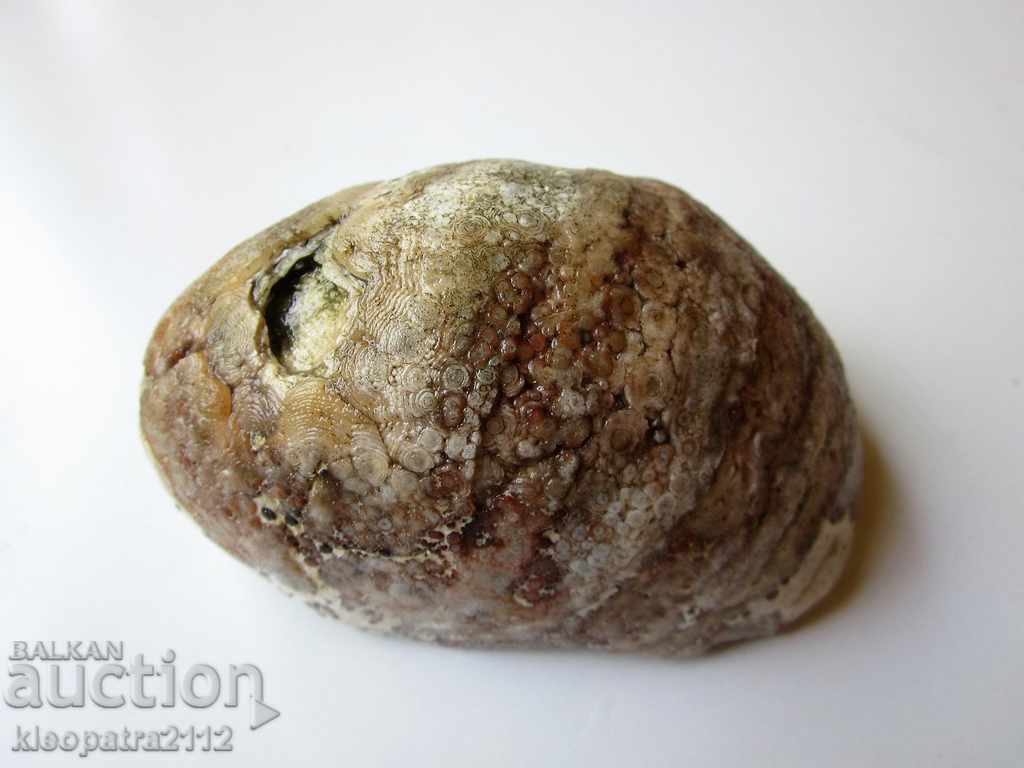 FOSSIL - VERY RARE AND BEAUTIFUL. with price 15.00 BGN | € 7.67 FOSSIL - VERY RARE AND BEAUTIFUL. with price 15.00 BGN | € 7.67