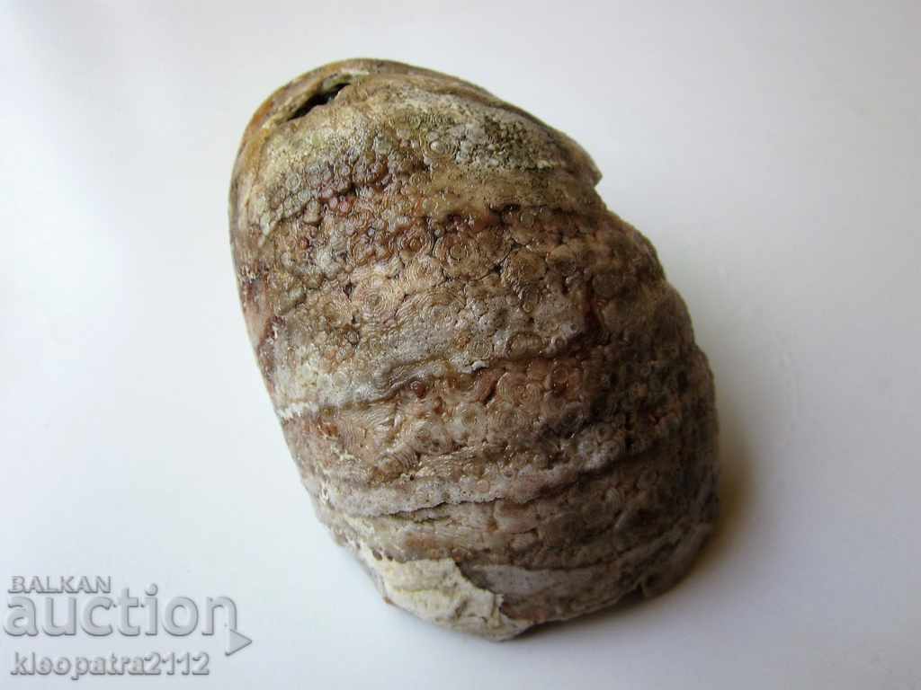 Auction FOSSIL - VERY RARE AND BEAUTIFUL. Auction FOSSIL - VERY RARE AND BEAUTIFUL.
