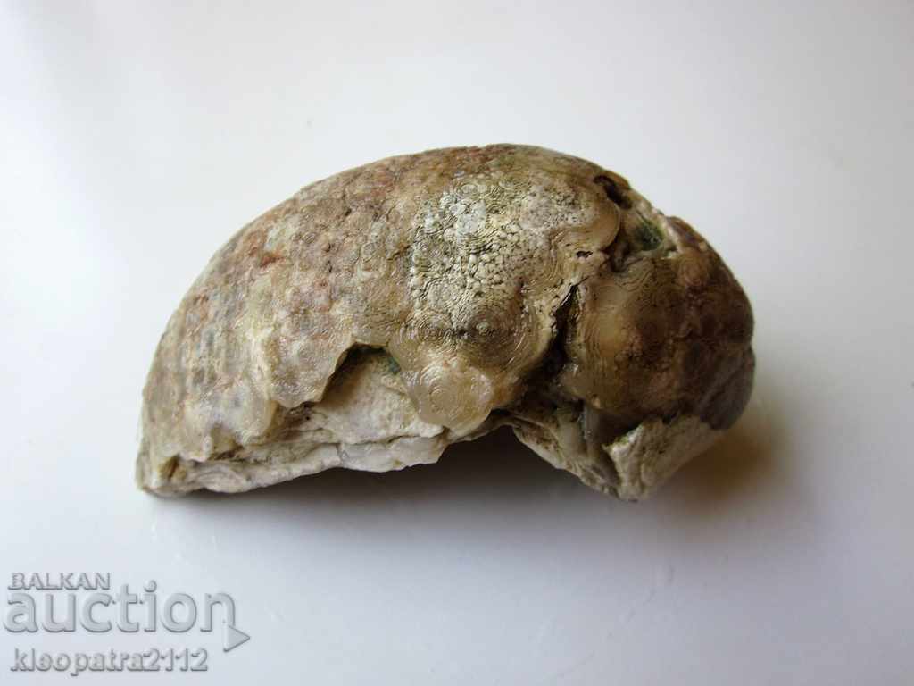 Delivery of FOSSIL - VERY RARE AND BEAUTIFUL. Delivery of FOSSIL - VERY RARE AND BEAUTIFUL.