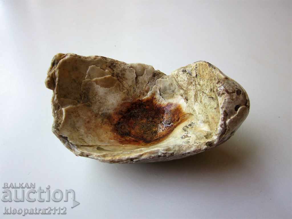 FOSSIL - VERY RARE AND BEAUTIFUL. - 5 FOSSIL - VERY RARE AND BEAUTIFUL. - 5