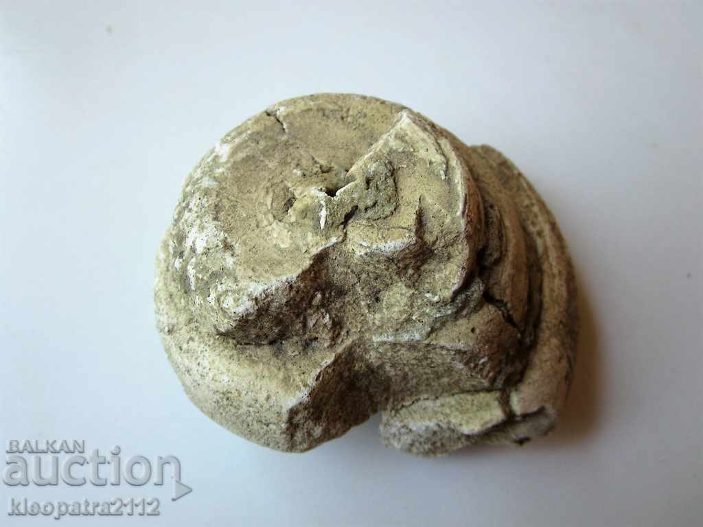 Delivery of FOSSIL - VERY RARE AND BEAUTIFUL. Delivery of FOSSIL - VERY RARE AND BEAUTIFUL.
