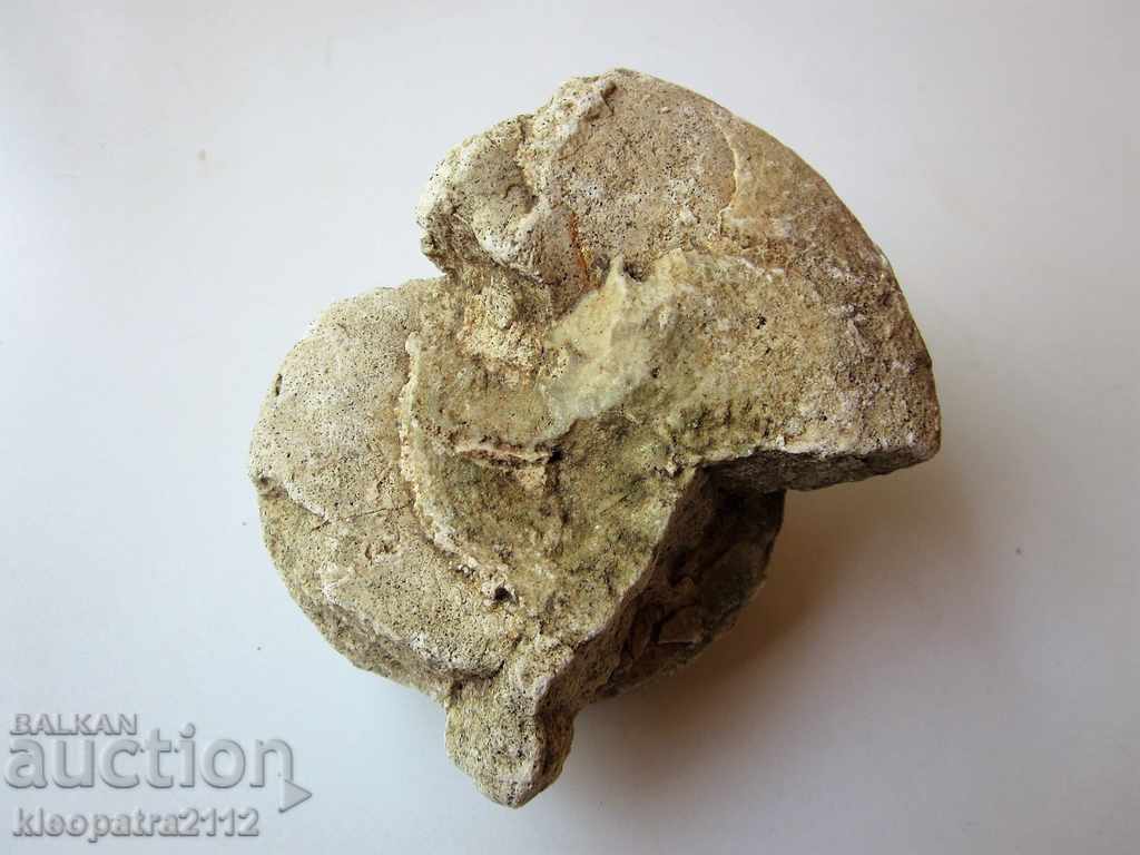 FOSSIL - VERY RARE AND BEAUTIFUL. - 5 FOSSIL - VERY RARE AND BEAUTIFUL. - 5