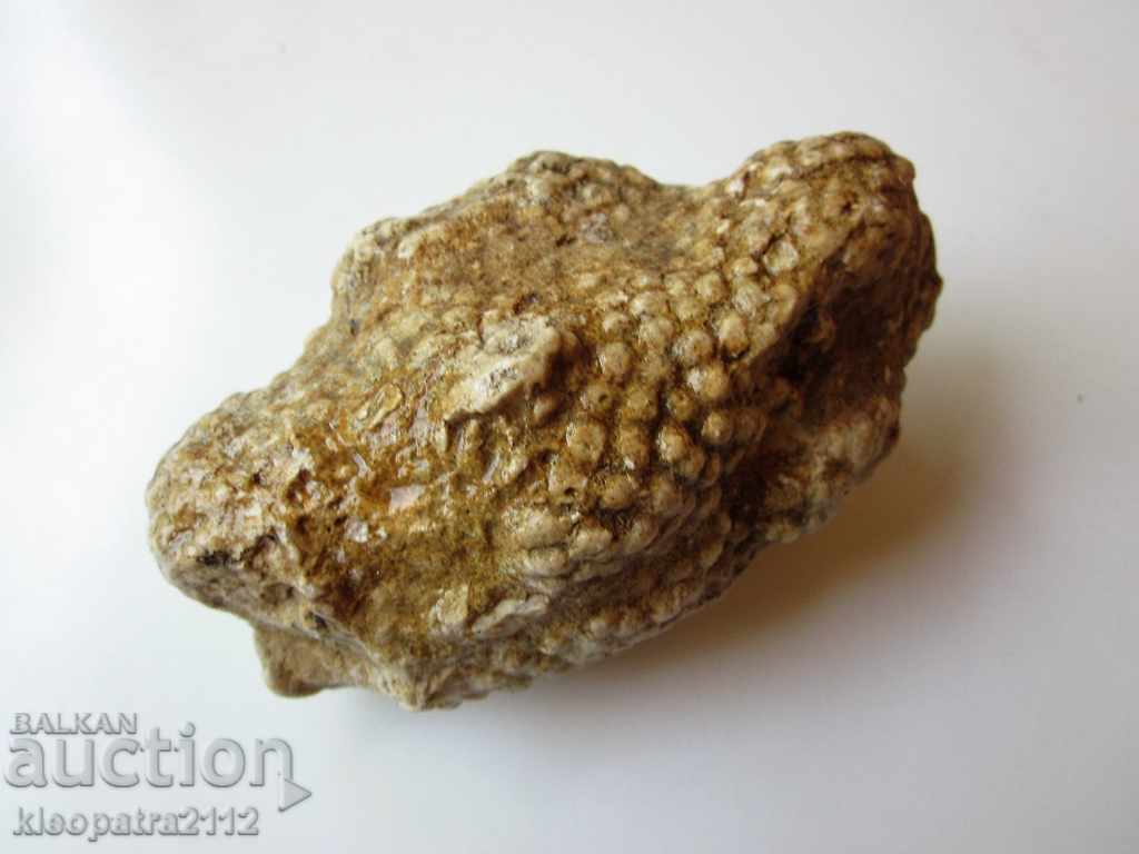 Auction CORAL FOSSIL - VERY RARE AND BEAUTIFUL. Auction CORAL FOSSIL - VERY RARE AND BEAUTIFUL.