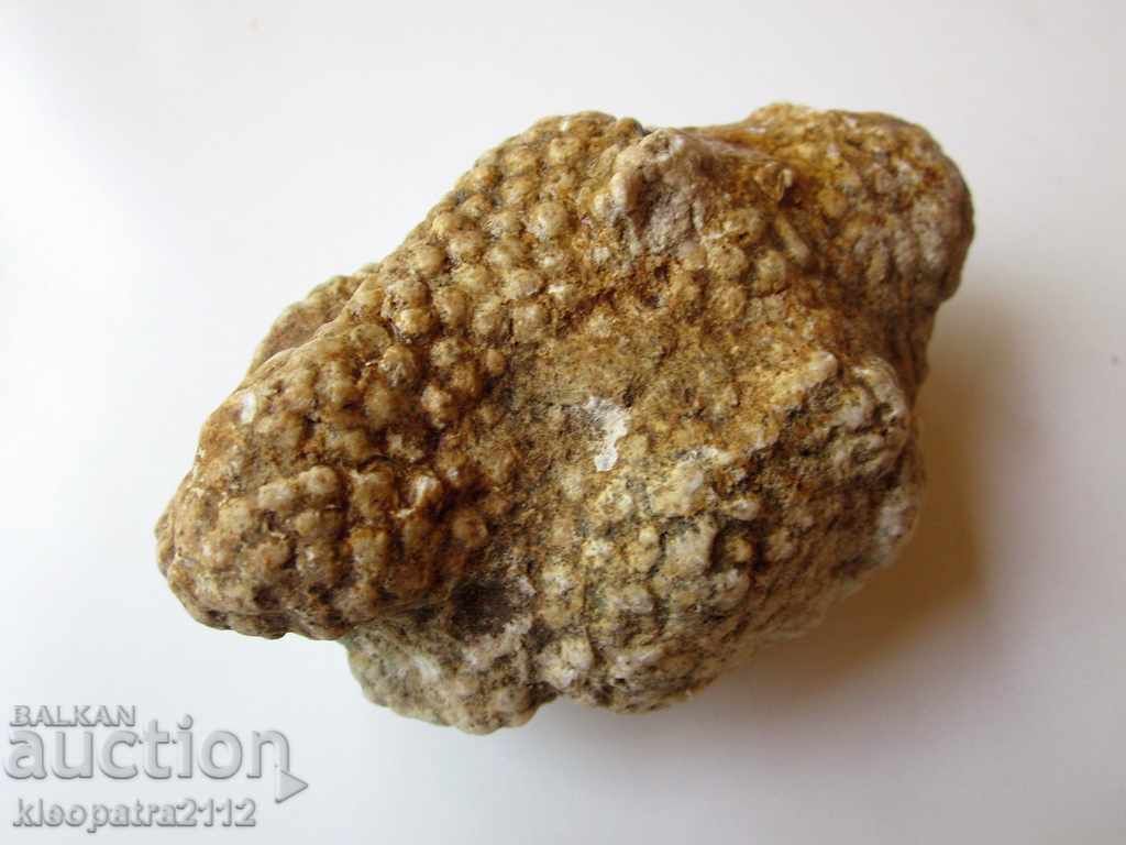 CORAL FOSSIL - VERY RARE AND BEAUTIFUL. - 5 CORAL FOSSIL - VERY RARE AND BEAUTIFUL. - 5